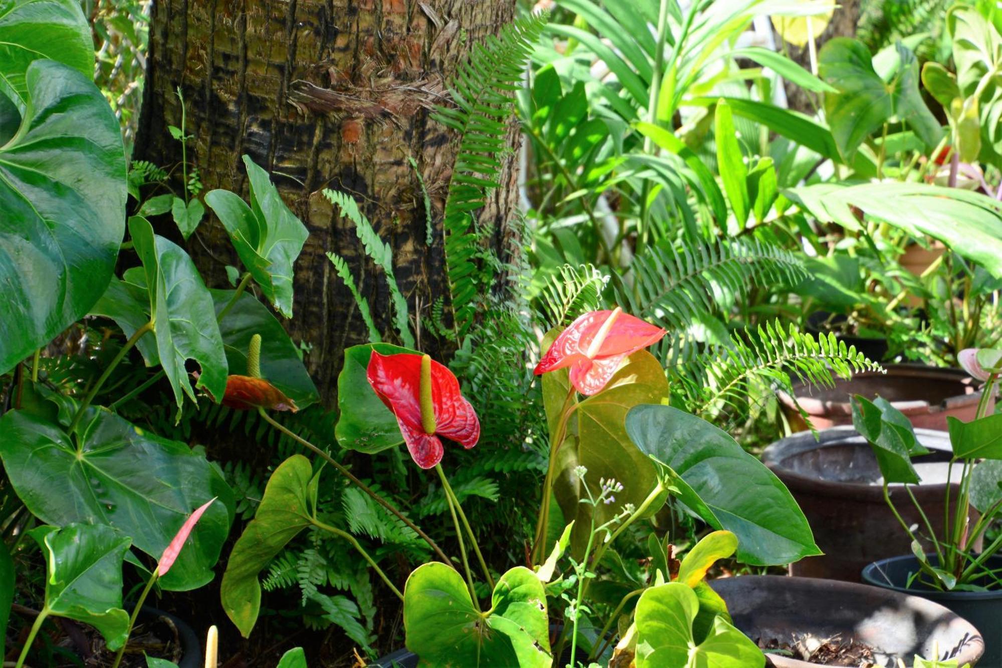 Villa Campeche Les Trois-Ilets Kültér fotó